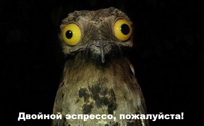 И снова наши братья меньшие!, фото 16 И снова наши братья меньшие!, фото 16