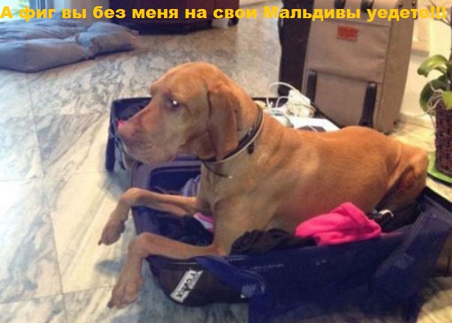 И снова наши братья меньшие!, фото 17 И снова наши братья меньшие!, фото 17