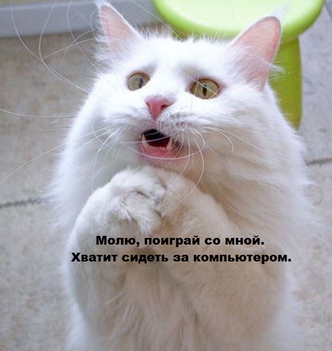 И снова наши братья меньшие!, фото 19 И снова наши братья меньшие!, фото 19