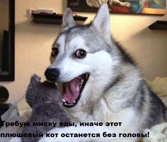 И снова наши братья меньшие!, фото 3 И снова наши братья меньшие!, фото 3