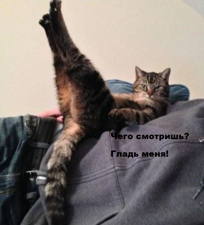 И снова наши братья меньшие!, фото 4 И снова наши братья меньшие!, фото 4