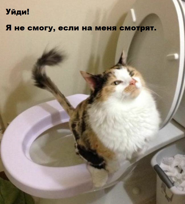 И снова наши братья меньшие!, фото 5 И снова наши братья меньшие!, фото 5