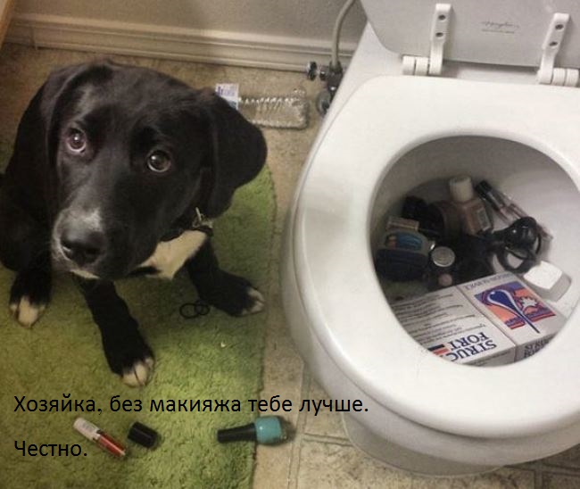 И снова наши братья меньшие!, фото 8 И снова наши братья меньшие!, фото 8