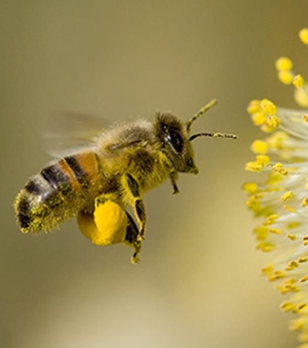 Просто пчёлы..., фото 8 Просто пчёлы..., фото 8