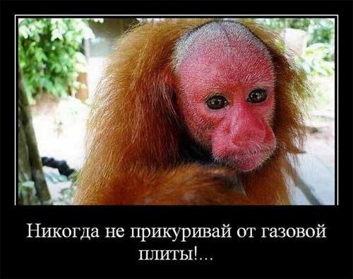 Прикольные картинки о животных!, фото 2