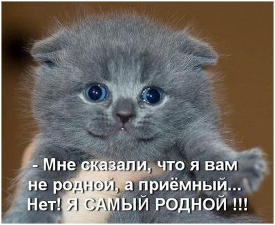 Смешные зверушки, смешные звери - что тут можно еще написать?, фото 2 Смешные зверушки, смешные звери - что тут можно еще написать?, фото 2