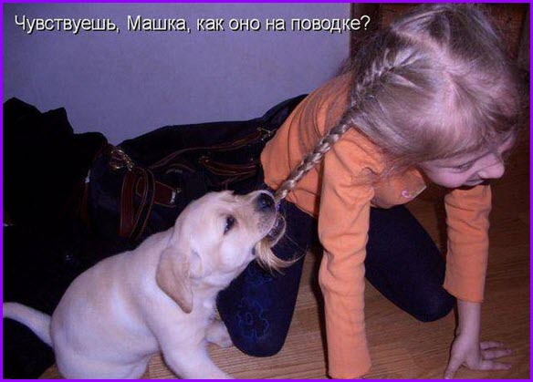 Смешные зверушки, смешные звери - что тут можно еще написать?, фото 4 Смешные зверушки, смешные звери - что тут можно еще написать?, фото 4