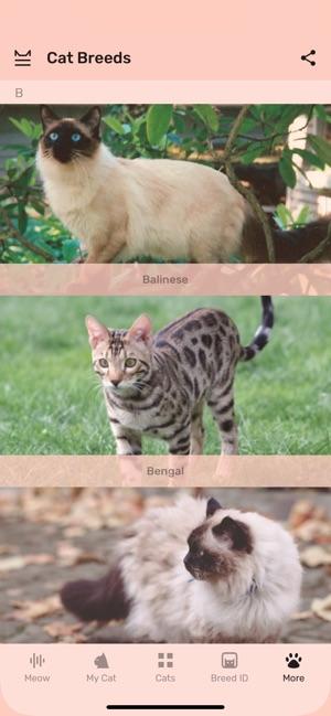 Кошки - Котята и Коты Meowly