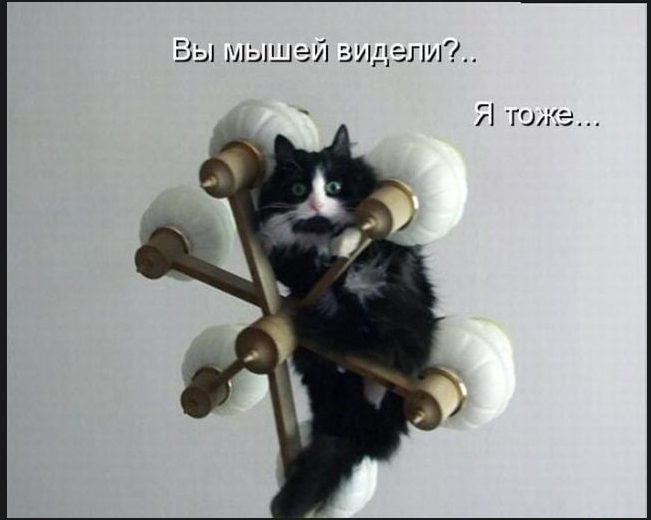  Смешные картинки и мемы о животных, фото 24