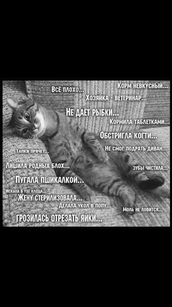 Милые и смешные котики, фото 7