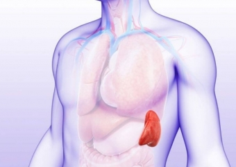 Роль селезёнки в организме человека и её связь с дыханием