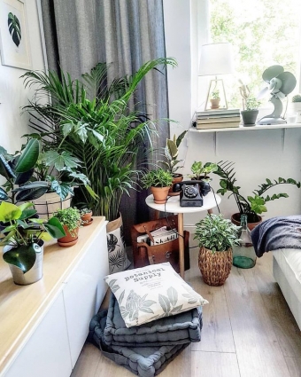 Украшаем интерьер зеленью без хлопот! 🌿