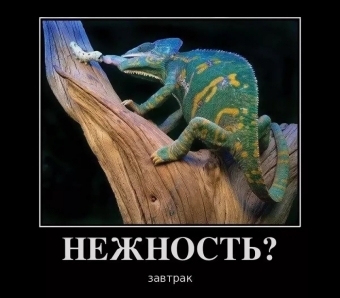 Смешные и прикольные, животные и звери 