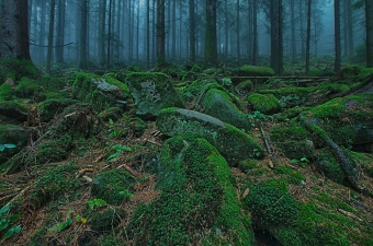 Самые загадочные леса