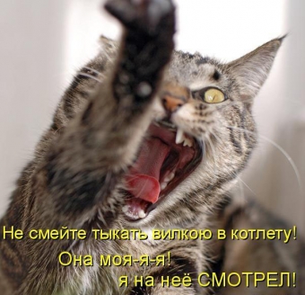 Cмешные картинки про самых разных зверей и животных
