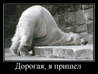 Смешные и прикольные, животные и звери 