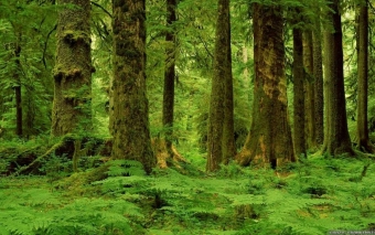 Шуми, шуми, зеленый лес! 