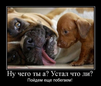 Демотиваторы про животных