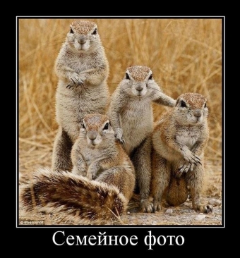 Смешные и прикольные, животные и звери 