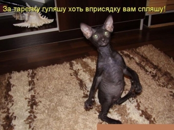 Смешные картинки про зверей)))