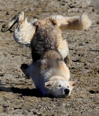 Животные и звери в смешных ситуациях