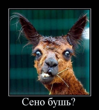 Смешные и прикольные, животные и звери 