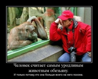 Осторожно, обезьянки - смешные демотиваторы про обезьян