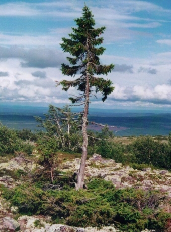 Самые величественные деревья