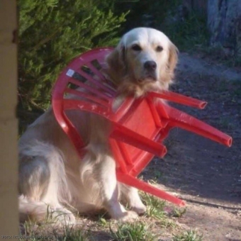 Животные и звери в смешных ситуациях