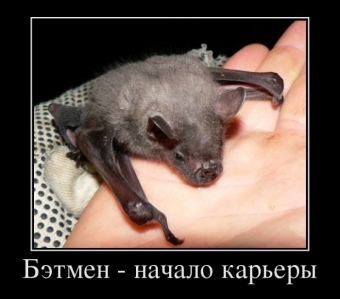 Смешные и прикольные, животные и звери 