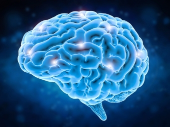 Интересные факты о работе человеческого мозга