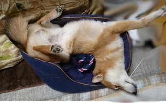 Животные и звери в смешных ситуациях