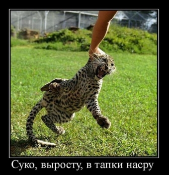 Смешные и прикольные, животные и звери 