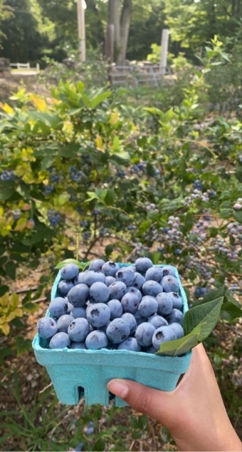 Черничная эстетика. 