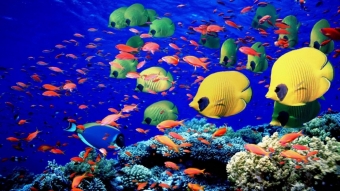 Фантастическое Красное море