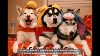 Эти милые собаки, смешные картинки про друзей наших меньших