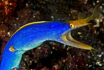 Обитатели морских глубин, редкие рыбы