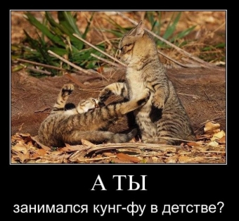 Смешные и прикольные, животные и звери 