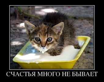 Смешные и прикольные, животные и звери 