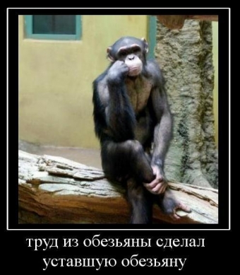 Осторожно, обезьянки - смешные демотиваторы про обезьян