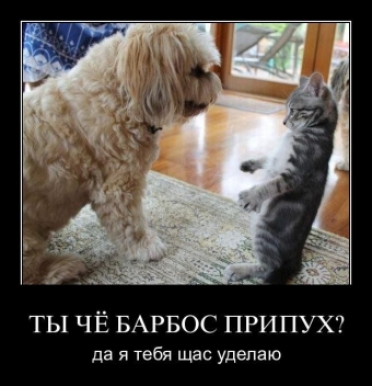 Смешные и прикольные, животные и звери 