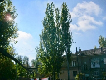 Самые величественные деревья