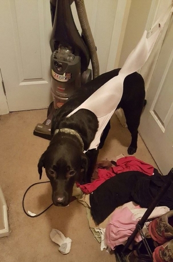 Животные и звери в смешных ситуациях