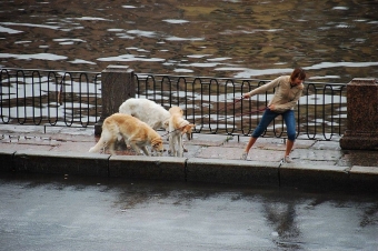 Смешные животные.