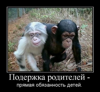 Осторожно, обезьянки - смешные демотиваторы про обезьян