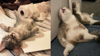 Животные и звери в смешных ситуациях