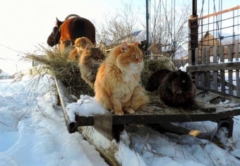 Котейки и компания. Смешные картинки про животных.