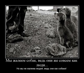 Смешные и прикольные, животные и звери 