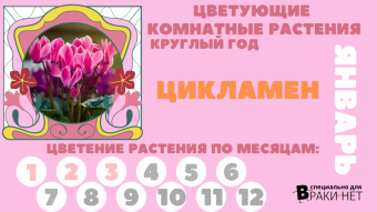 Цветы на окне круглый год. Январь.