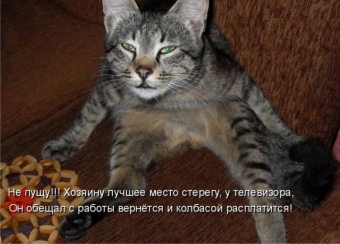 Cмешные картинки про самых разных зверей и животных